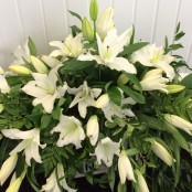 Casket Spray - All White Lillies